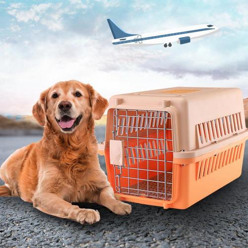 武汉猫猫托运-24小时免费上门接送